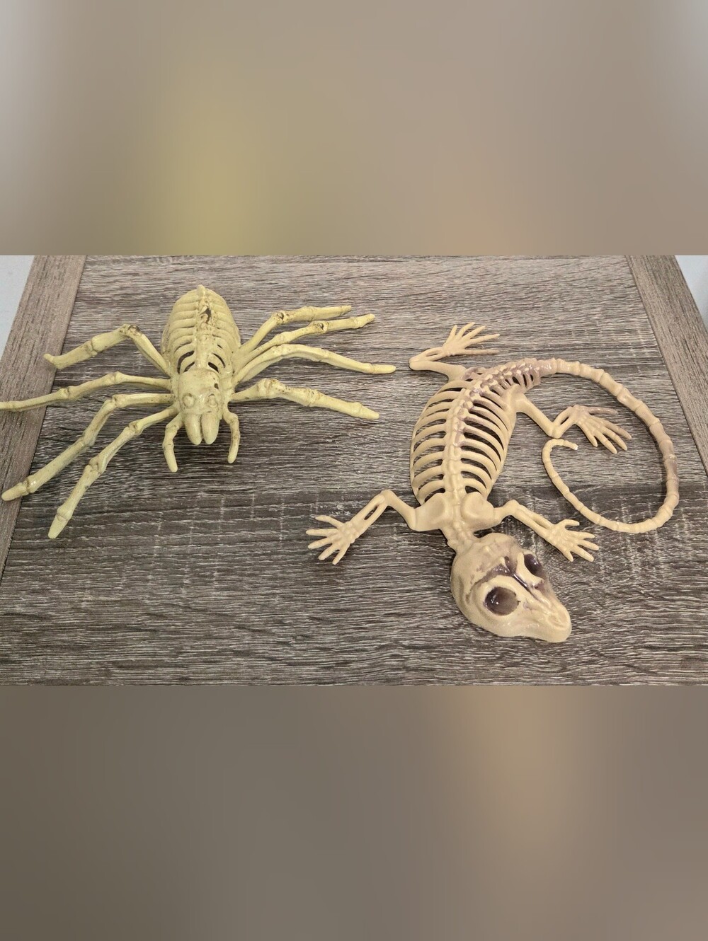 Plastic Skeleton Lizard/Spider 6x5.5x.5 inches Halloween Decor/Prop Party Decor.